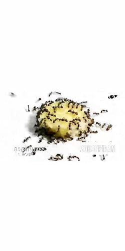 موز و مورچه ها