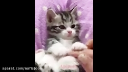 با این حیوانات خانگی بامزه حال...