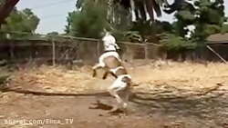 10 نژاد از خطرناک ترین سگ ها