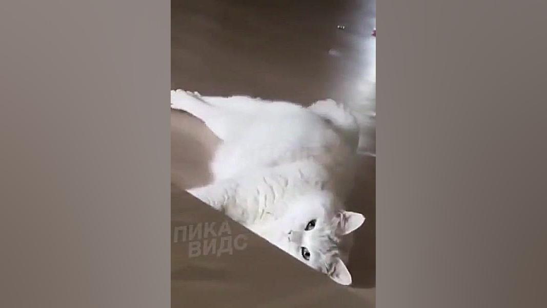 وقتی به من میگن حالا که سرپایی ۲ لیوان چایی بریز تزریق چربی