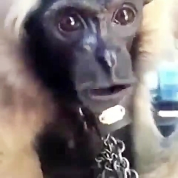 تقلید صدای این میمون دیدنی و ش...