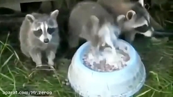 کلیپ طنز و خنده دار پاره میشی...