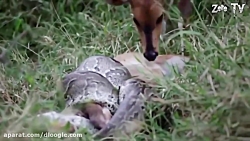 لحظاتی ترسناک از شکار مار پیتو...