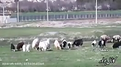 ٦ قلوزایی یک گوسفند در کرمانشاه