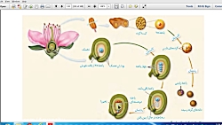 ویدیو آموزش تشکیل یاخته های جنسی زیست یازدهم
