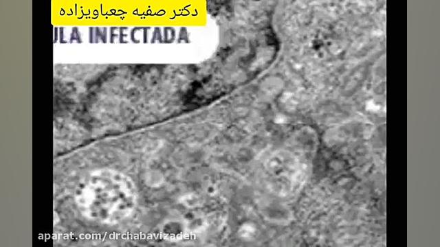 نحوه ی ورود ویروس کرونا به داخل سلول میزبان دکتر صفیه چعباوی زاده