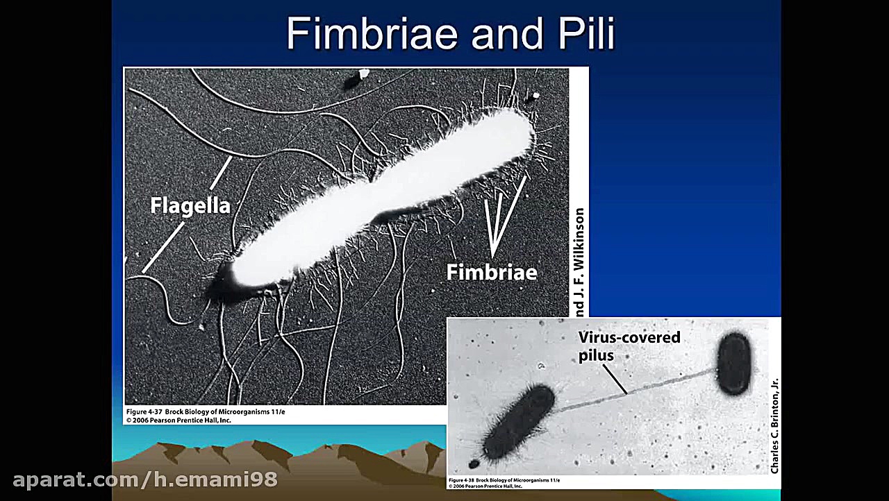زیست شناسی میکروبی(میکروبیولوژی) - جلسه5 برداشتن خال
