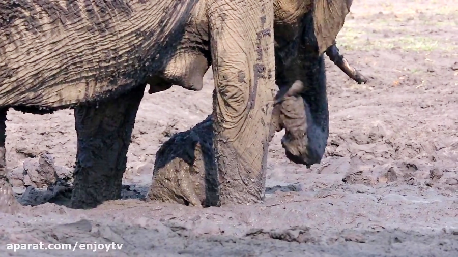 مستند فیل Elephant 2020 – محصولی از دیزنی نیچر زمان5140ثانیه