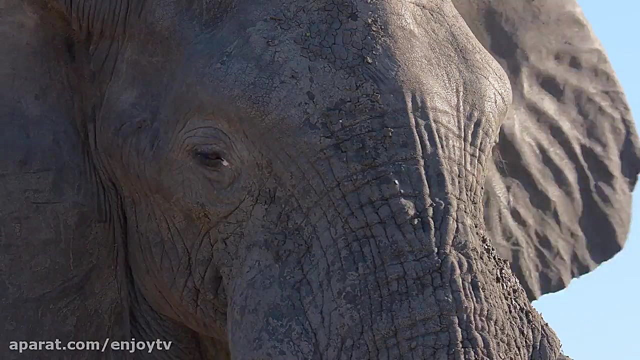 مستند فیل Elephant 2020 – محصولی از دیزنی نیچر زمان5140ثانیه