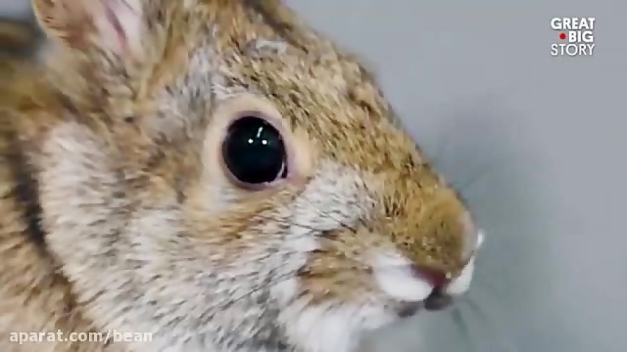 در خطر انقراض   خرگوش دم پنبه ای زمان63ثانیه
