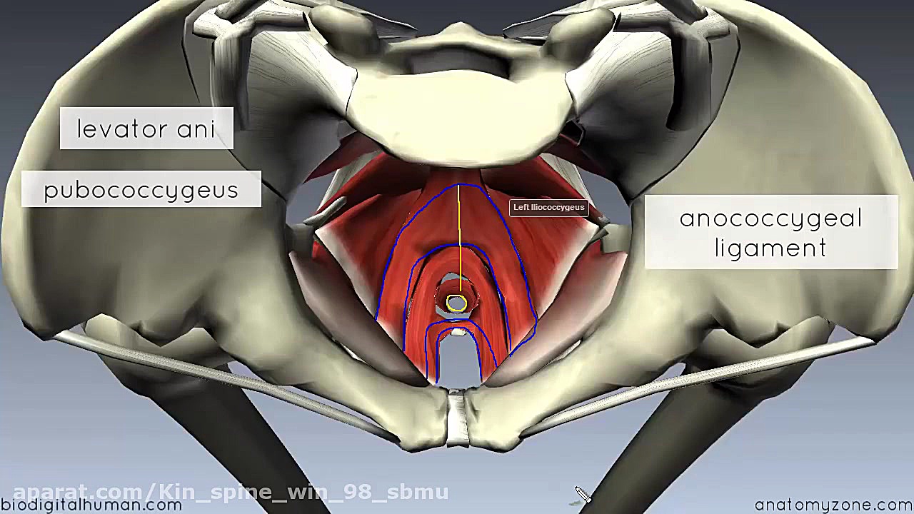 بررسی عصلات و آناتومی کف لگن بخش اول درمان جای جوش