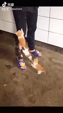 بچه گربه ها...