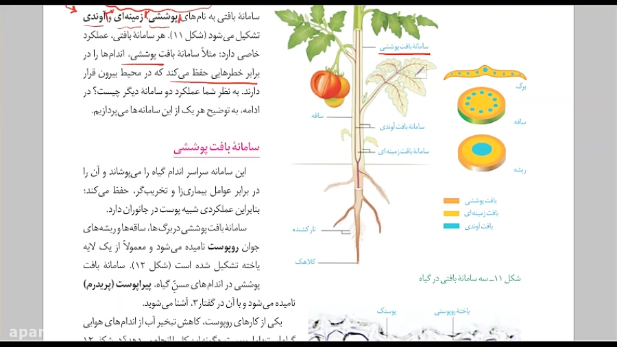 زیست شناسی دهم فصل 6گیاهی پارت سوم