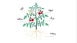 آموزش علوم سوم دبستان - درس 11 - جناب آقای پورتقی