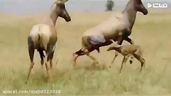 تلاش گوزن برای نجات جان فرزند