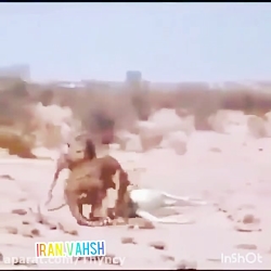 کلیپ شکار حیوانات  حیوانات وحش...