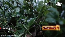 ترانه ریبای &quot; بارون بارون...