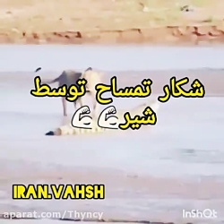 کلیپ شکار حیوانات  حیوانات وحش...
