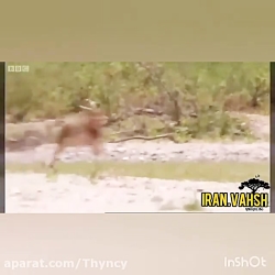 کلیپ شکار حیوانات  حیوانات وحش...