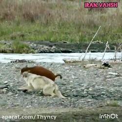 کلیپ شکار حیوانات  حیوانات وحش...