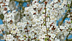 لحظه ها را دریاب | ریان نام در...