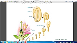 ویدیو آموزش مراحل تشکیل رویان دو لپه ای و تشکیل دانه بعد از لقاح زیست یازدهم