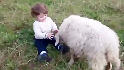 گوسفند  و کودک