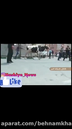 ماجرای گاوی که خبر ساز شد