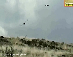 حیات وحش، 7 تا از بهترین حمله...