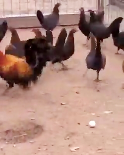 وقتی یه پسر وارد مدرسه دخترونه...