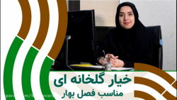 بذر خیار گلخانه ای مناسب فصل بهار