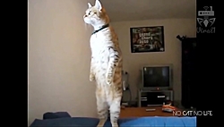 ویدئوی وایرال بی گربه هرگز ، ق...