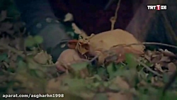 عاشقانه سریال دیریلیش ارطغرل