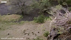 جنگ و نبرد بابون ها بر سر سرزم...