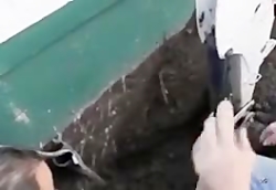 برای نجات یه سگ چه کارهایی میک...