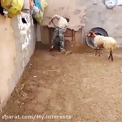 پایان قرنطینه گوسفندی