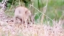 فیلم مستند عجایب روزگار حمله ش...