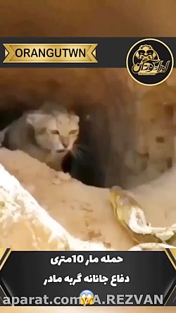 دفاع جانانه گربه مادر از حمله...