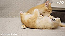 فکر کنم گربه شور که میگن یعنی...