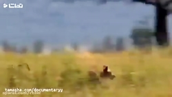 مستند جذاب حیات وحش