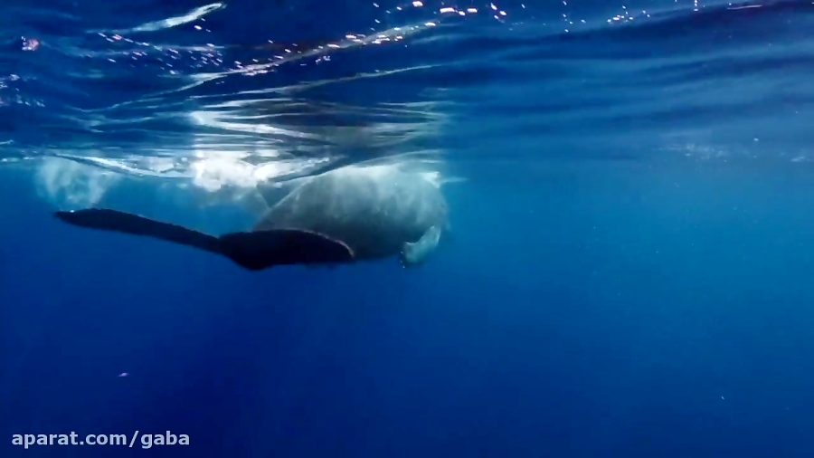 دوبله فارسی مستند Dolphin Reef صخره دلفین سال 2020 زمان4611ثانیه