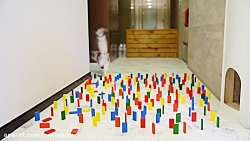 چالش بامزه سگ و گربه