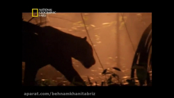 مستتد جنگاور ترین حیوانات وحشی...