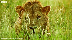 مستند حیات وحش  قسمت ۱۶