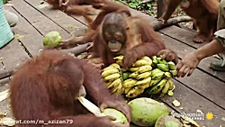 مستند حیات وحش  قسمت ۲۹