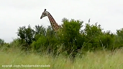 مستند حیات وحش.. اینبار آفریقا