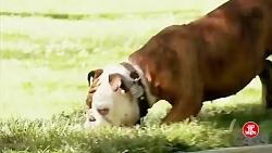 دوربین مخفی سگ آزاری