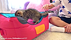 دیانا و روما و پیدا کردن گربه