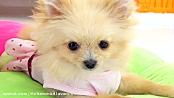 ماجرای دیانا و روما - بازی دیا...