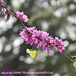 ارغوان از علیرضا قربانی